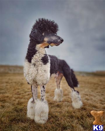 eaglemountainpoodles Picture 1